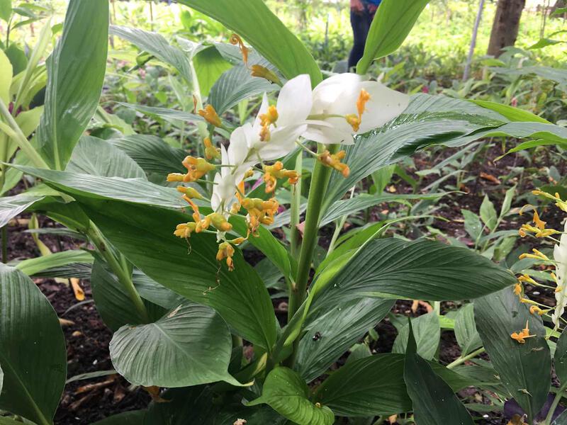 Close-up of the Buddhist Lent flower (ดอกเข้าพรรษา) with white petals and yellow-orange stamens growing in a garden